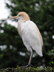 Cattle Egret, Bubulcus ibis, standing in grass looking for food, Malaysia
