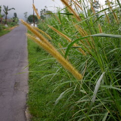 flowers of the Setaria viridis plant growing on the edge of a rural road