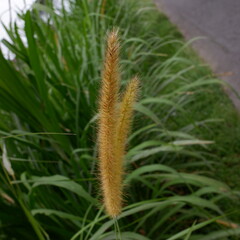 flowers of the Setaria viridis plant growing on the edge of a rural road