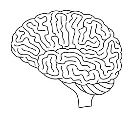 Human brain illustration