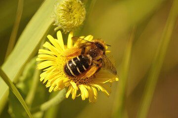 Closeup on a fluffy female Pantaloon bee, Dasypoda hirtipes, sitting on a yellow flower