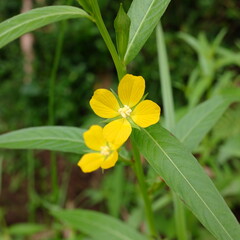 yellow flowers from the Ludwigia decurrens plant that grows on the outskirts of rice fields