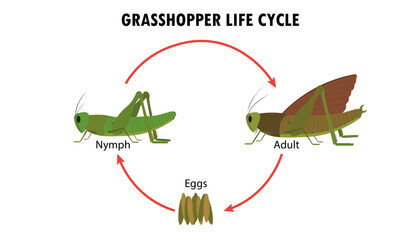 Grasshopper life cycle stages diagram