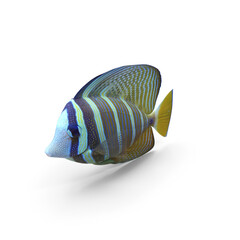 Sailfin Tang PNG