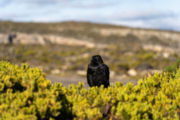 A raven perching on a bush