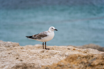 Seagull waiting for fish on the shore