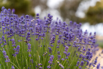 Obraz premium Emu Bay Lavender Farm