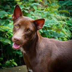 A cheerful brown dog displaying a joyful smile, radiating happiness.