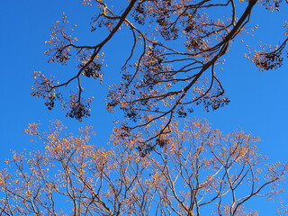 chinaberry branches melia azedarach