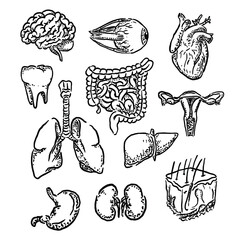 vector sketch illustration of human organs and some human senses