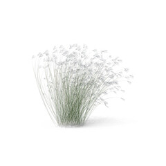 Stipa Grass PNG