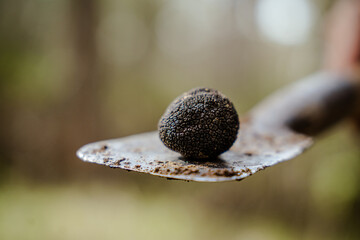 Black truffle from truffle hunting in the woods, all natural organic, vegan