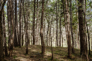trees in the forest, nature background, woods background