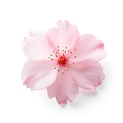 Fototapeta premium Sakura petal isolated on white background Generative Ai