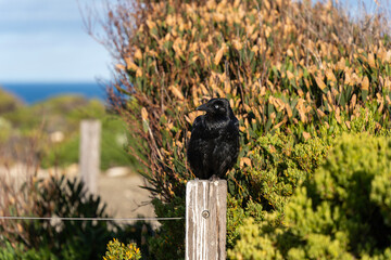 A raven perching on a bush