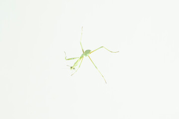 Perspektive Omomantis zebrata froschperspektive tier
