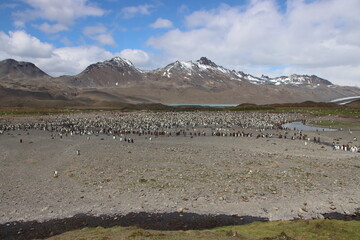 King Penguin (Aptenodytes patagonicus) colony, Fortuna Bay, South Georgia.