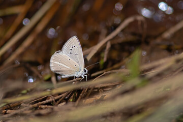 Turkish Furry Blue butterfly, Polyommatus menalcas