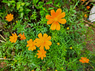 Kenikir sulfur (Cosmos sulphureus)