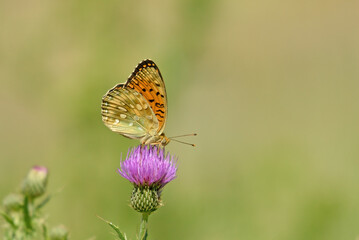 Butterfly on purple coloured flower. Dark Green Fritillary. Argynnis aglaja