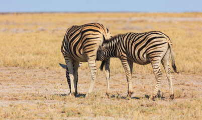 Two Plains zebra's (Equus quagga) on dry savanna in late afternoon light; sub-adult foal tries to nurse from its mother