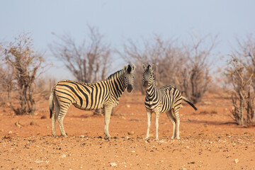 Fototapeta na wymiar Two curious Plains zebras ((Equus quagga) looking into the camera, Etosha National Park Namibia