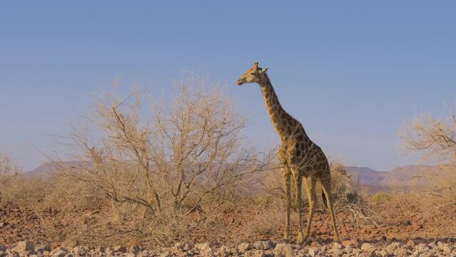 Male Giraffe (giraffa camelopardalis) foraging on a Camelthorn tree (Vachellia erioloba) in the semi-desert of Damaraland, Namibia
