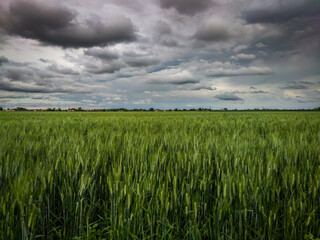 Wheat field and cloudy sky