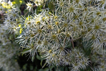 Close up of a plant