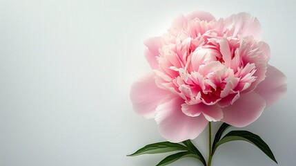 An elegant, single peony bloom against a stark, white background