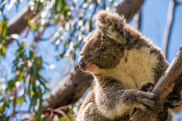 Wild koala on the tree