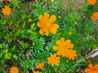 Kenikir sulfur (Cosmos sulphureus)