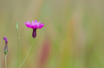 Crupina - Crupina crupinastrum Single pink flower, from Turkey.