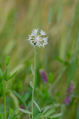 Centaurea cyanus white cultivated flowering plant in the nature.