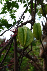 A green star fruit still hanging on the tree.
