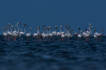 Beautiful movements in greater flamingos
