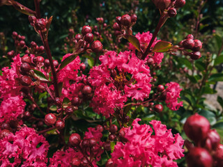 Crepe myrtle