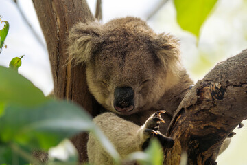Wild koala sleeping on the tree