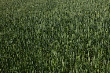 Empty field of green reeds in summer.