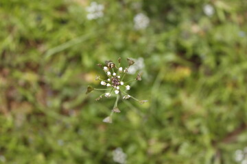 butterfly on a flower