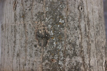 old wood background