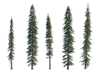 Picea engelmannii frontal set (Engelmann spruce, white spruce, mountain spruce) evergreen pinaceae needled fir tree big  isolated png on a transparent background perfectly cutout high res