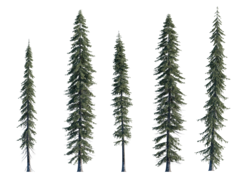 Picea engelmannii frontal set (Engelmann spruce, white spruce, mountain spruce) evergreen pinaceae needled fir tree big  isolated png on a transparent background premium cutout high res - Powered by Adobe