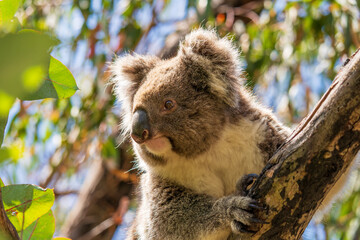 Wild koala on the tree © Trung Nguyen