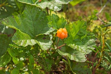 Closeup of a fresh wild cloudberry (Rubus chamaemorus) with leaves around in summer. 