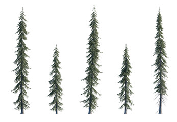 Picea engelmannii frontal set (Engelmann spruce, white spruce, mountain spruce) evergreen pinaceae...