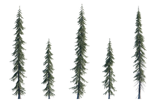 Picea engelmannii frontal set (Engelmann spruce, white spruce, mountain spruce) evergreen pinaceae needled fir tree big  isolated png on a transparent background perfectly cutout high res
