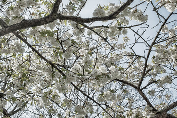 White blossom - 731562300