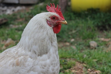 range chickens