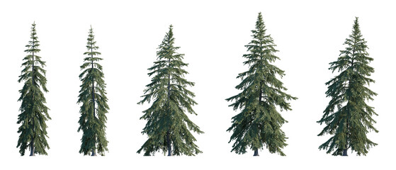 Picea Glauca frontal set (White, Canada, cat, skunk, single, western white, Porsild, black hill...